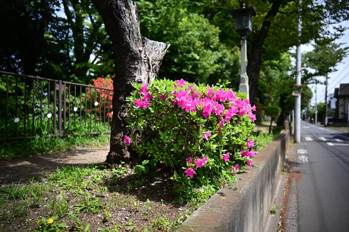 Mike_lche's tweet image. ■NIKON Zf ＋ APO-LANTHAR 28mm  F2
#Zf #玉川上水 #つつじ
