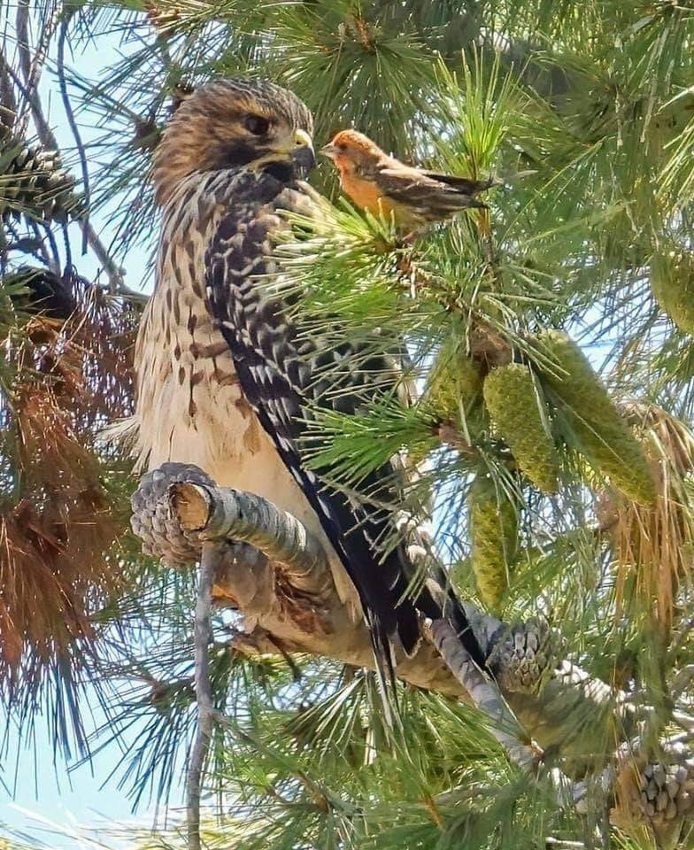 earthvives's tweet image. Male House Finch vs. Juvenile Red-shouldered Hawk. The Hawk was staring at a House Finch almost beak-to-beak for around 4 minutes.
 Baldwin 🦋

#breathtaking #naturelovers #wondersofnature