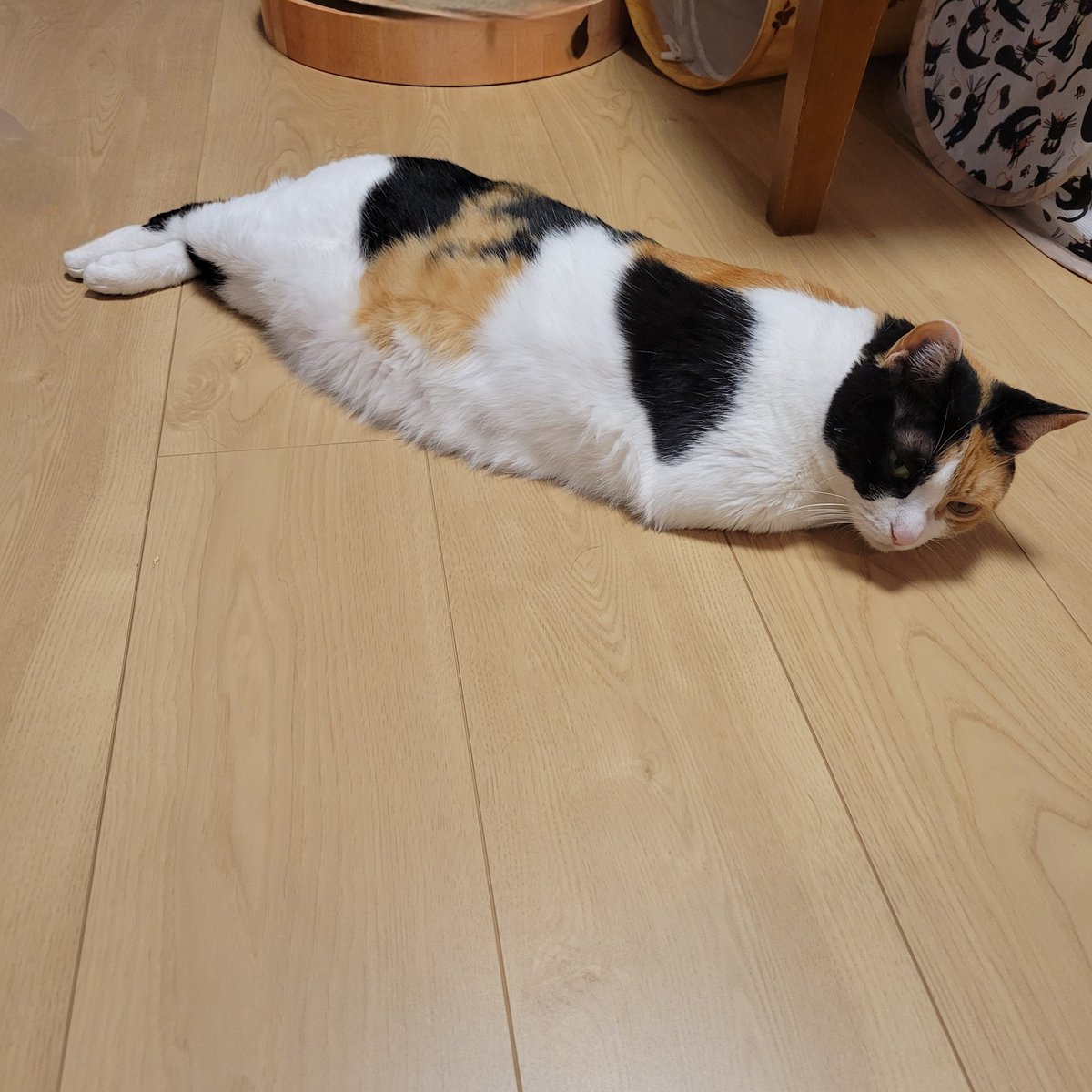 神楽🐾 tweet media