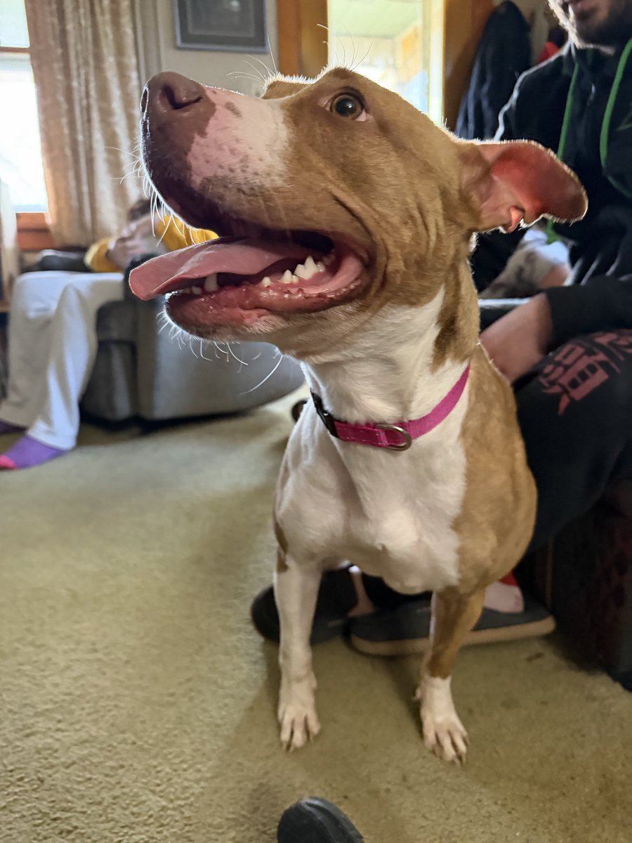 beciluv's tweet image. Welcome home Lucille (Lulu) 🥰🐶🩷✨ #welcomehome #lulu #newpuppy #happybeci