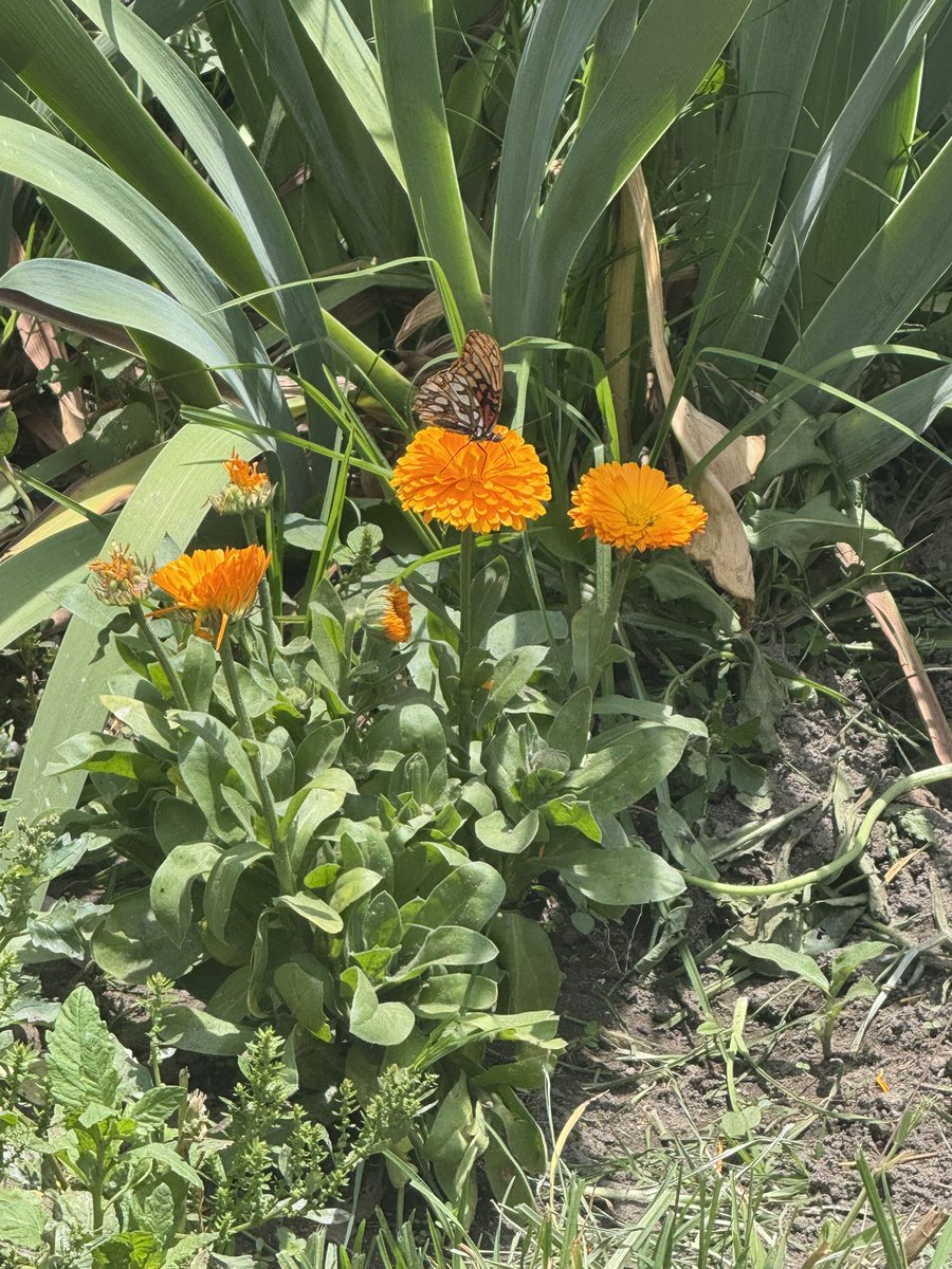 juarez0464's tweet photo. Durante el día, hoy eh podido encontrar felicidad en cosas tan simples, pero altamente significativas como la belleza de la naturaleza. https://t.co/Oi4HEwqWn4