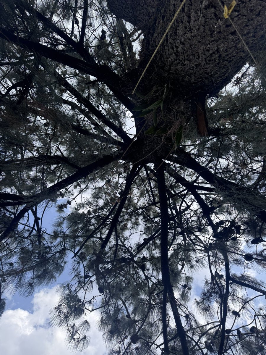juarez0464's tweet photo. Durante el día, hoy eh podido encontrar felicidad en cosas tan simples, pero altamente significativas como la belleza de la naturaleza. https://t.co/Oi4HEwqWn4