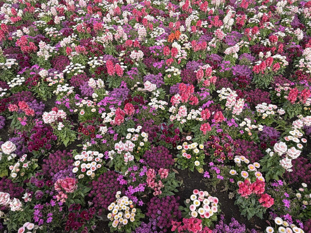 83LV05ctj576227's tweet image. おはようございます😊
4/20(月)🌤️横浜24℃
今週もスタートです▶️お天気も良い予報です✨良き一日をお過ごし下さい今週も宜しくお願いします🙇🏻‍♂️
#FLOWER GARDEN 2026💐