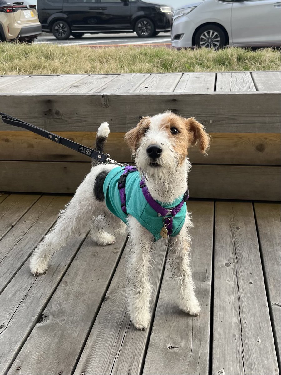 リラはじめての海🌊

ビビリだからどうなるかな…と思っていたけど大はしゃぎでした🎉
（ロキは水が嫌いで乾いた砂エリア専門）

ざぶざぶしてドロドロ😅
楽しかったね。よかったね。