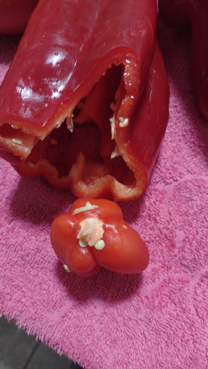 Un pimiento vino preñado