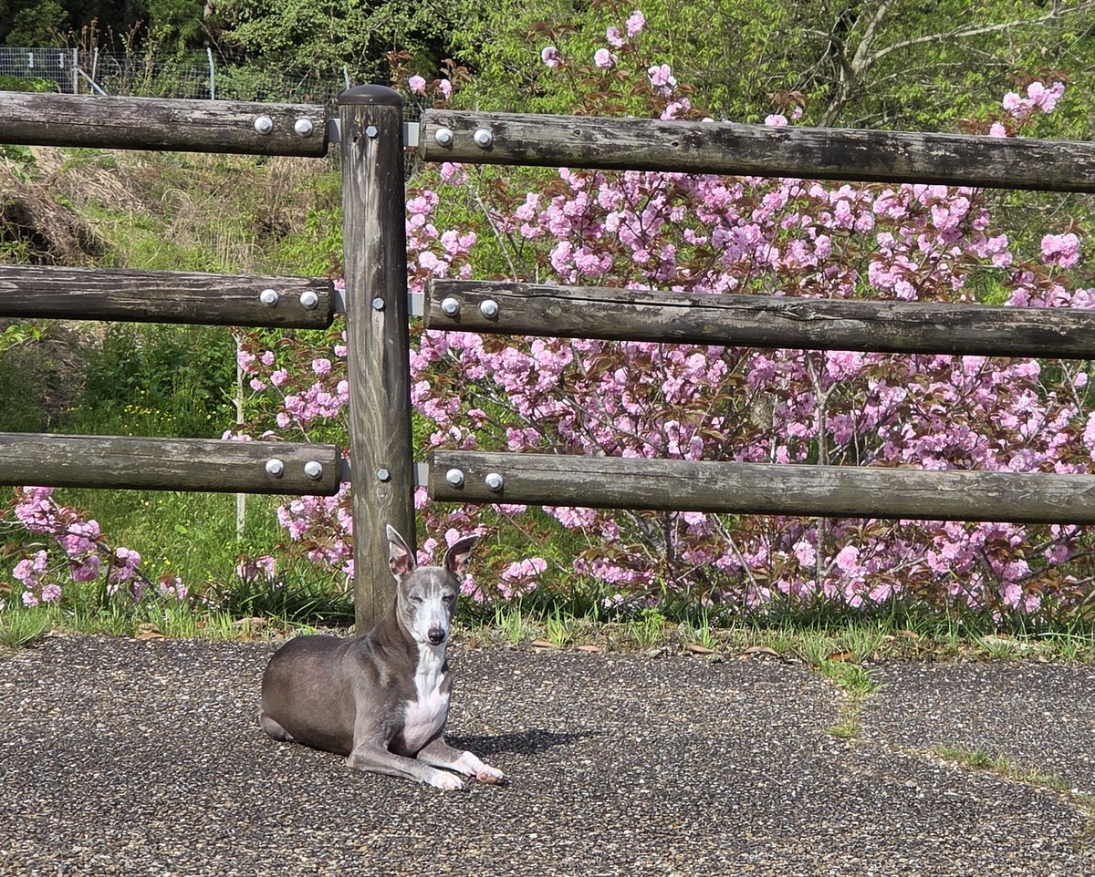 シノワ🇳🇱🇮🇹🇯🇵 tweet media