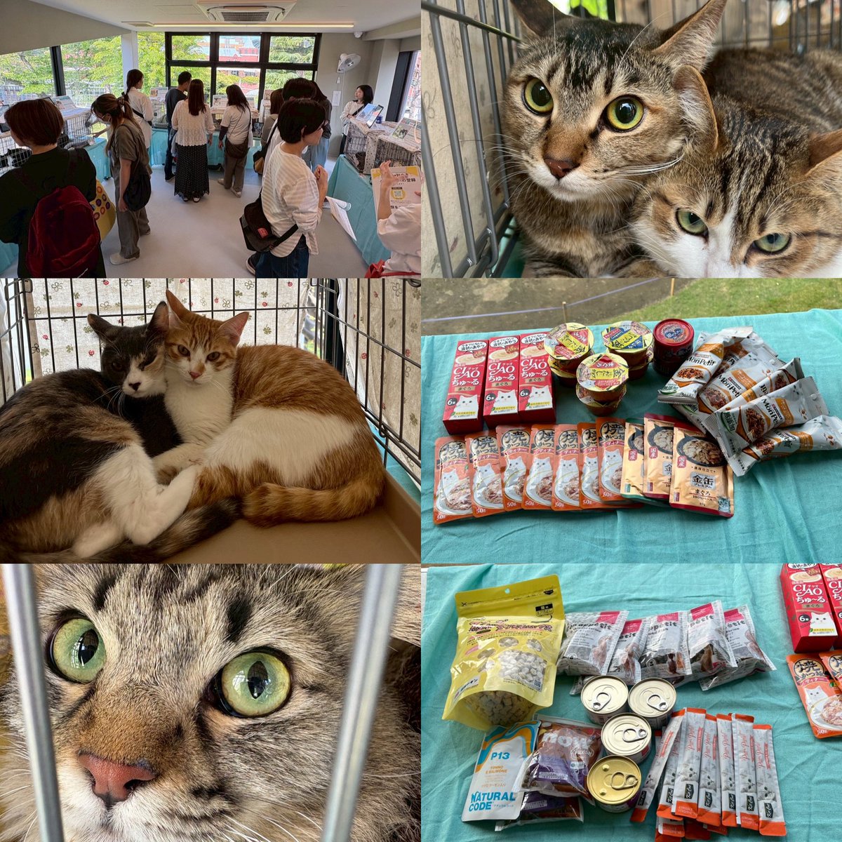 昨日は恵比寿での譲渡会にお越しいただきありがとうございました✨
また、ご寄付もいただき本当にありがとうございます🥺

今週末26日(日)は浜松町で譲渡会開催となります📣こちらは予約制となりますので、みなとねこHPをご確認ください💁‍♀️