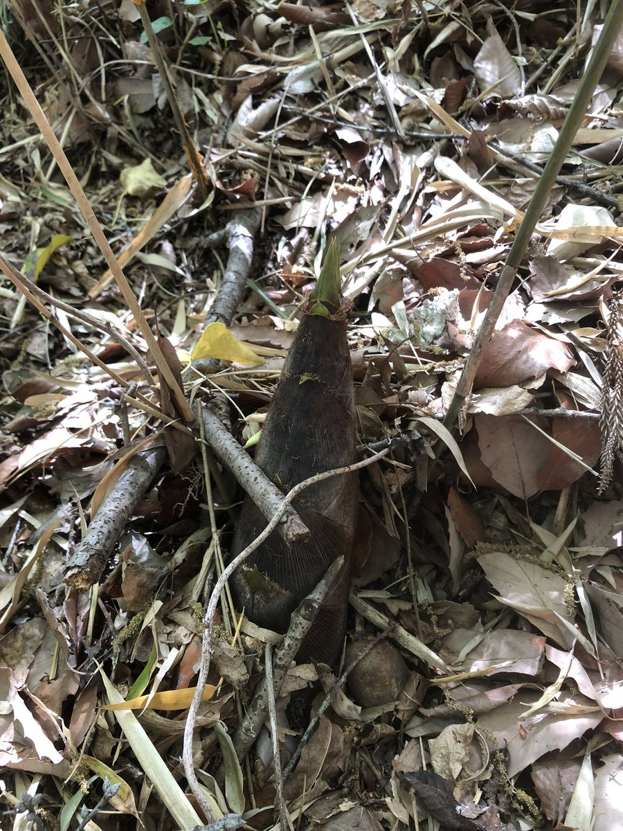 不治野 tweet media