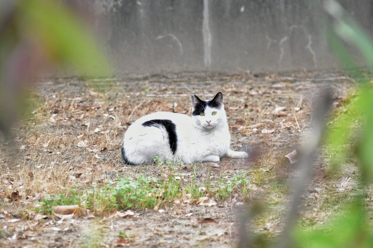 ちくわ tweet media