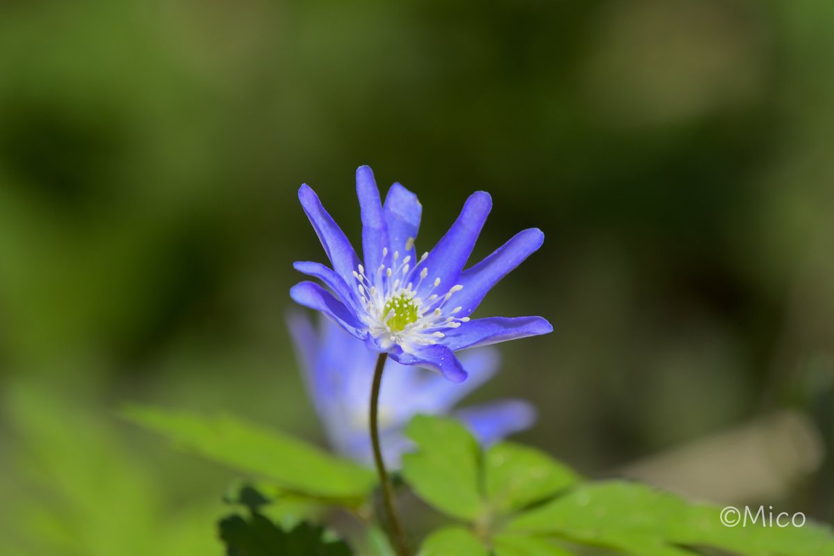 Nip8sino's tweet image. 4月20日(月)🌤️12℃ 7:30AM
今朝も良い天気ですね😀
#NaturePhotography #SpringFlowers
4月中旬　
＃山形市野草園
キクザイチゲ青　カタクリ　アカヤシオ　リュウキンカ