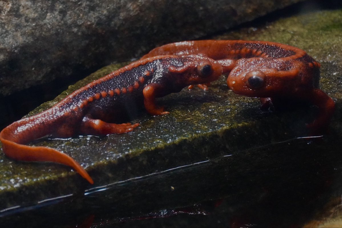 Son of Carl tweet media