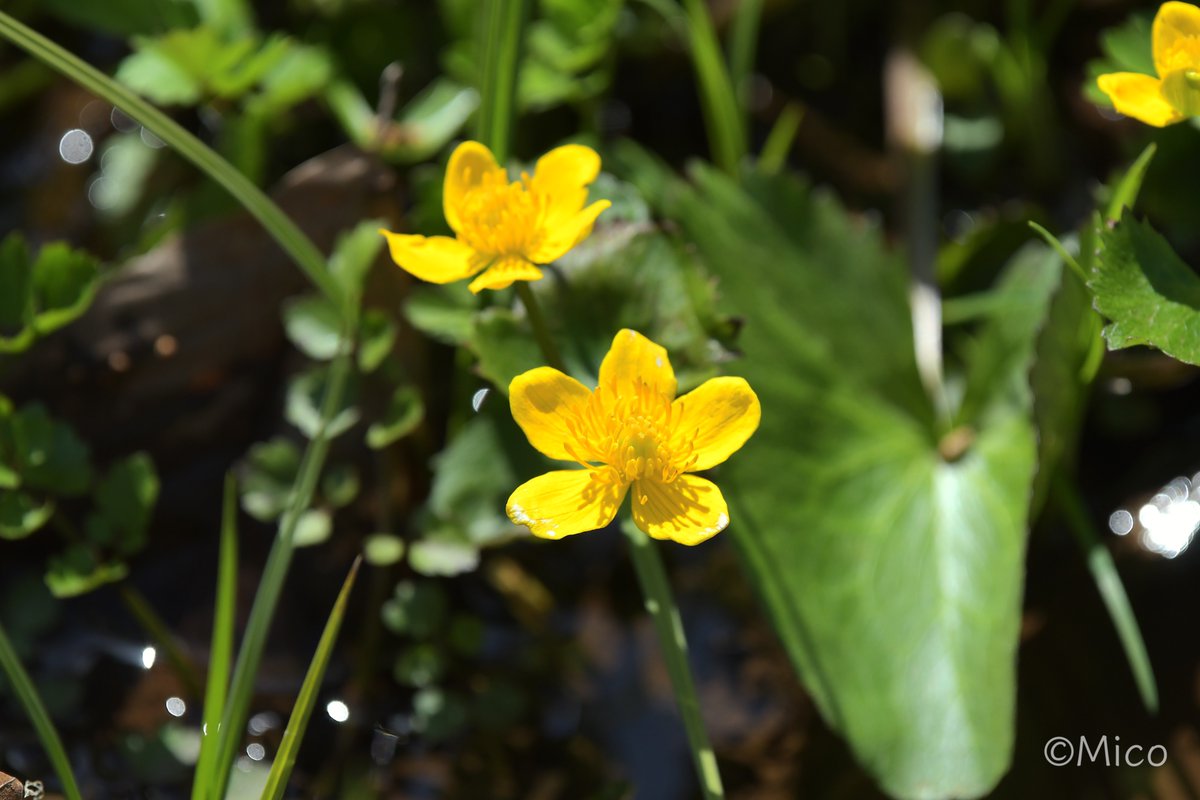 Nip8sino's tweet image. 4月20日(月)🌤️12℃ 7:30AM
今朝も良い天気ですね😀
#NaturePhotography #SpringFlowers
4月中旬　
＃山形市野草園
キクザイチゲ青　カタクリ　アカヤシオ　リュウキンカ