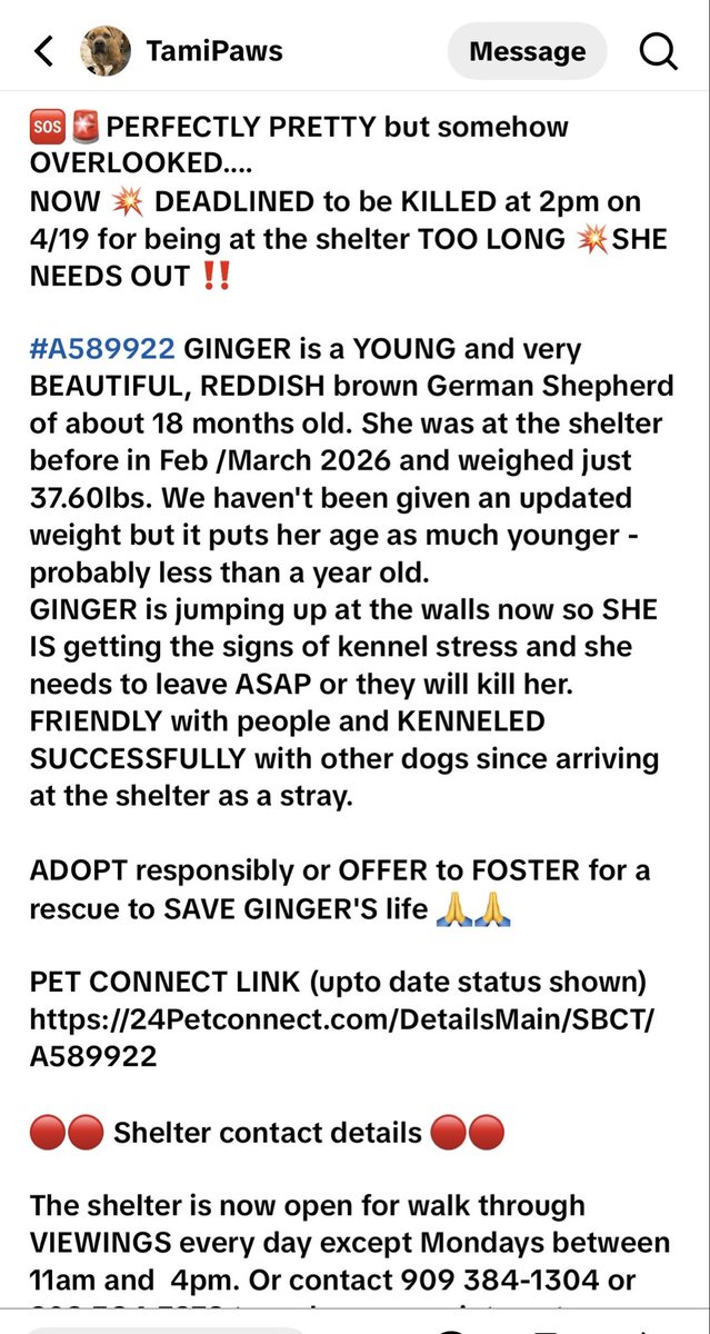 micortazonzz1's tweet image. Beautiful German Shepherd. San Bernardino shelter to be euthanized TODAY! Sunday 4/19.
Euthanasia doesn’t honor the #sabbath or #sundays 🆘🆘🆘🚨🚨🆘🚨🆘🆘🚨🆘🚨🆘🚨🆘🚨🆘🚨💔💔