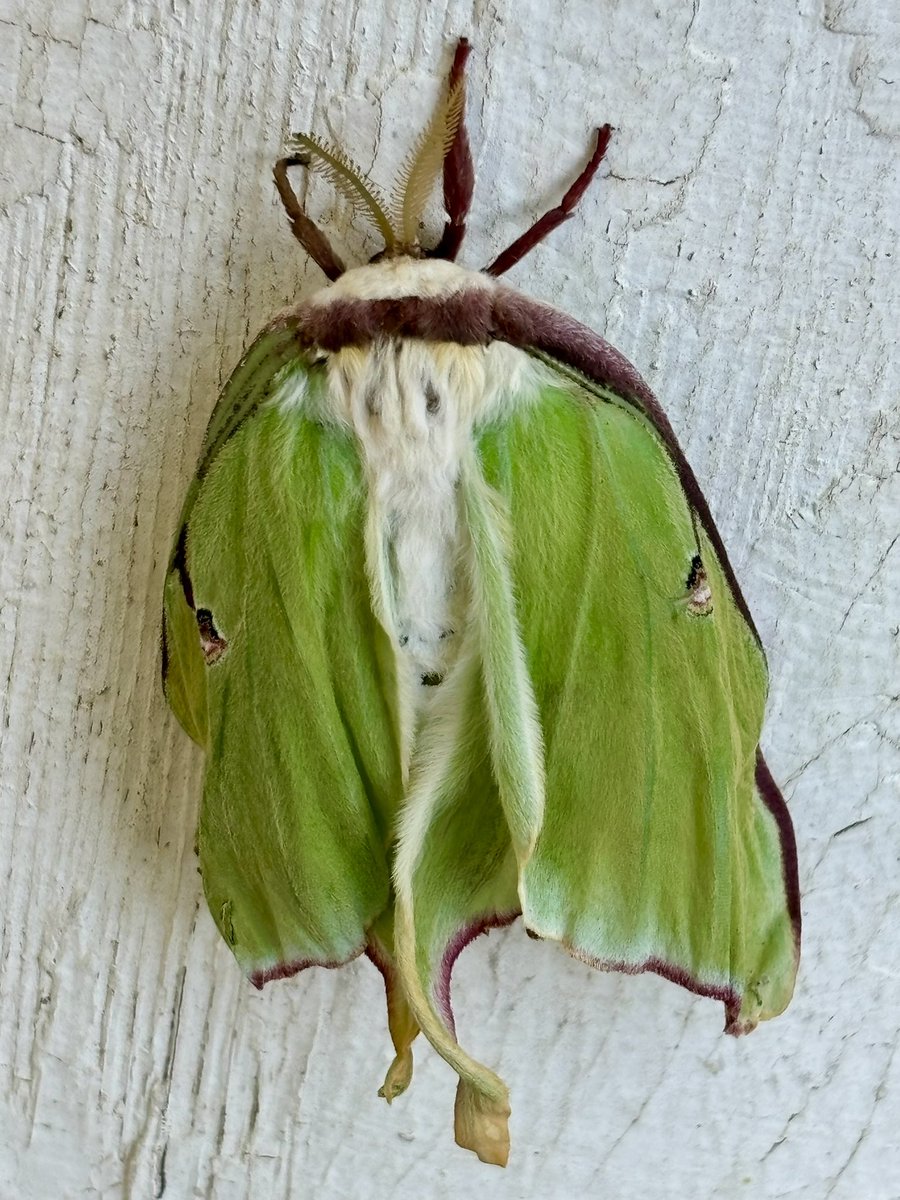 LouisaReid27382's tweet image. On the tiniest levels, if only we have eyes to see, life emerges with its crumpled wet wings in the hope of taking flight…

For all these miracles that go unseen, humanity needs to get its act together.🍃

#5amwritersclub
#poetrycommunity 
#moths
#NaturePhotography
#ArtLovers