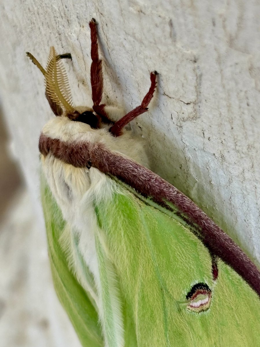 LouisaReid27382's tweet image. On the tiniest levels, if only we have eyes to see, life emerges with its crumpled wet wings in the hope of taking flight…

For all these miracles that go unseen, humanity needs to get its act together.🍃

#5amwritersclub
#poetrycommunity 
#moths
#NaturePhotography
#ArtLovers