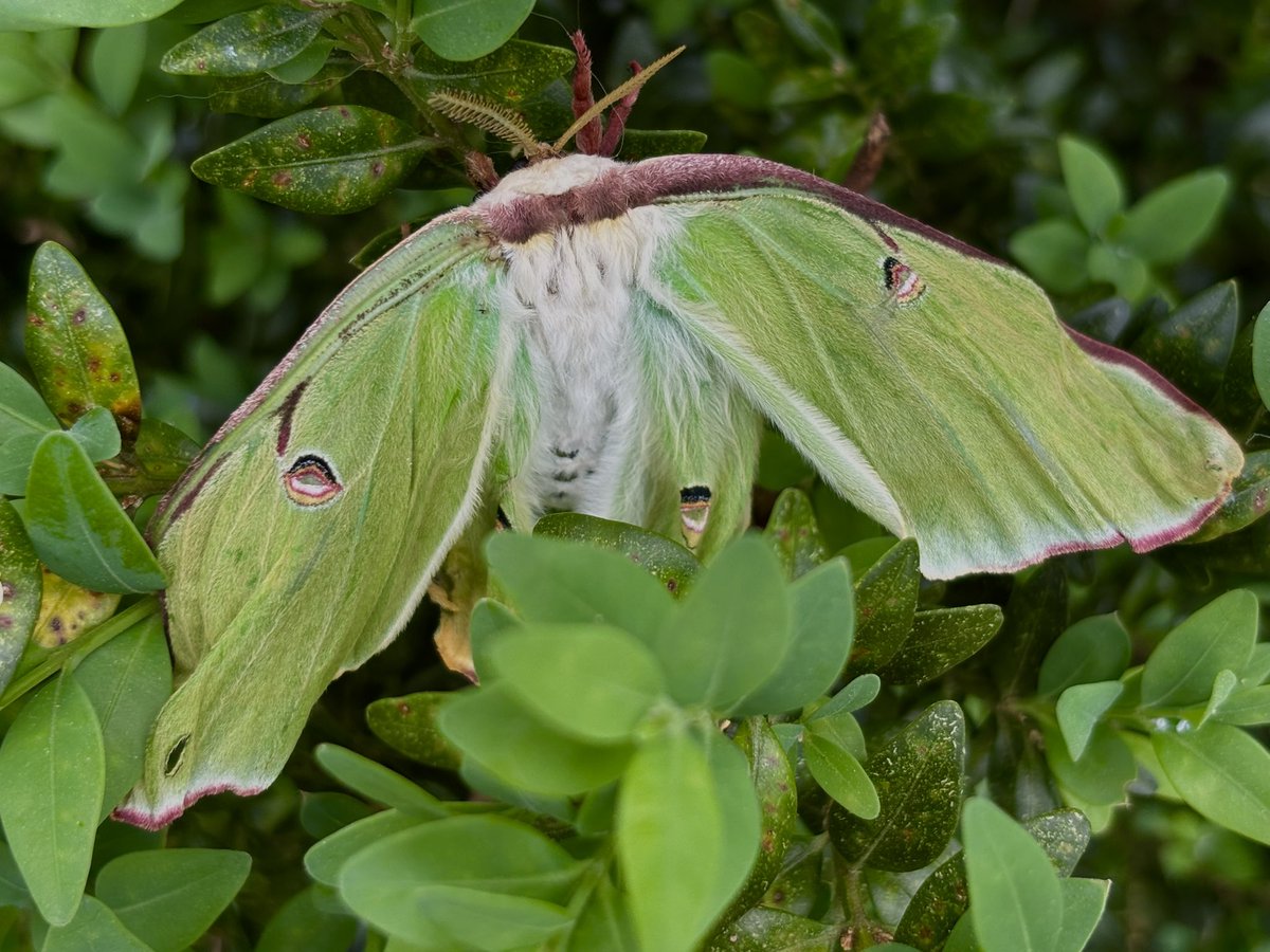 LouisaReid27382's tweet image. On the tiniest levels, if only we have eyes to see, life emerges with its crumpled wet wings in the hope of taking flight…

For all these miracles that go unseen, humanity needs to get its act together.🍃

#5amwritersclub
#poetrycommunity 
#moths
#NaturePhotography
#ArtLovers