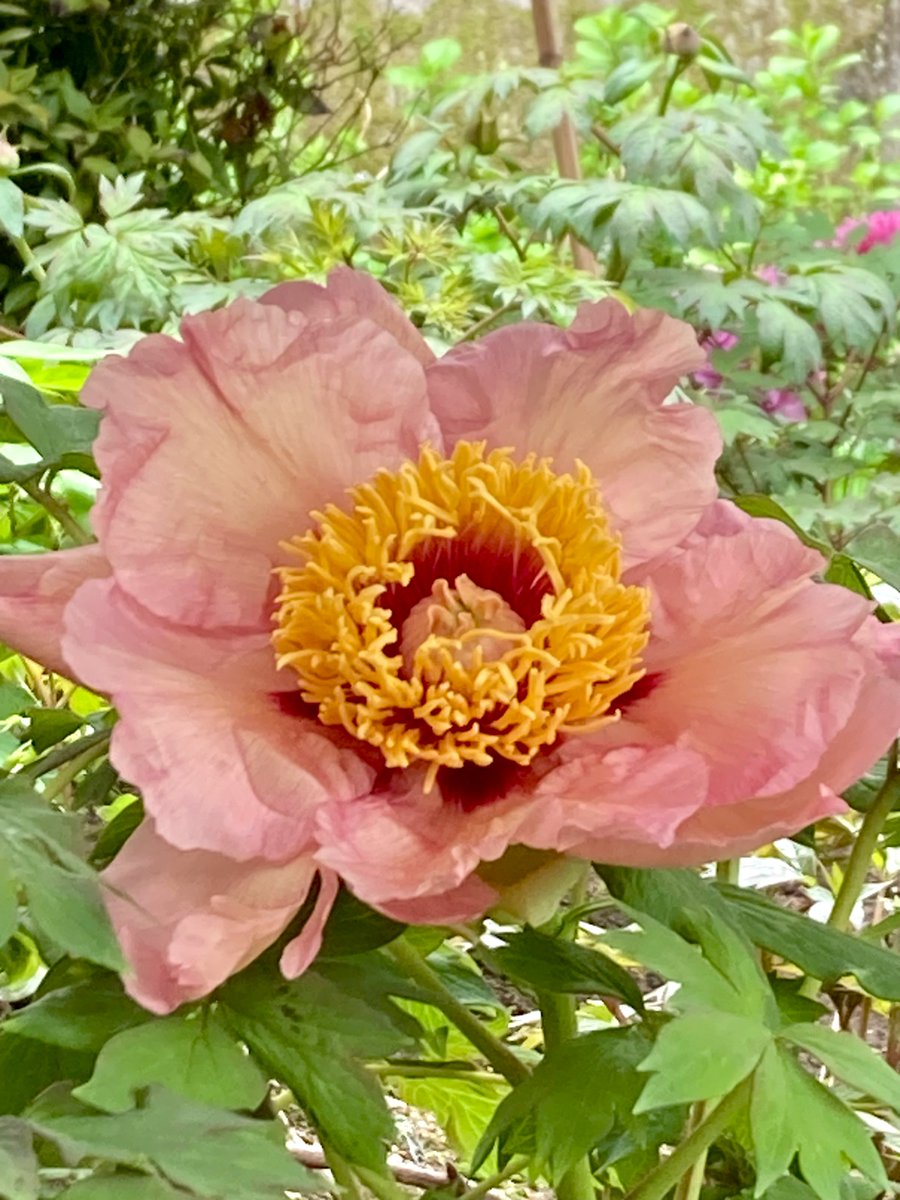 moremore tweet media