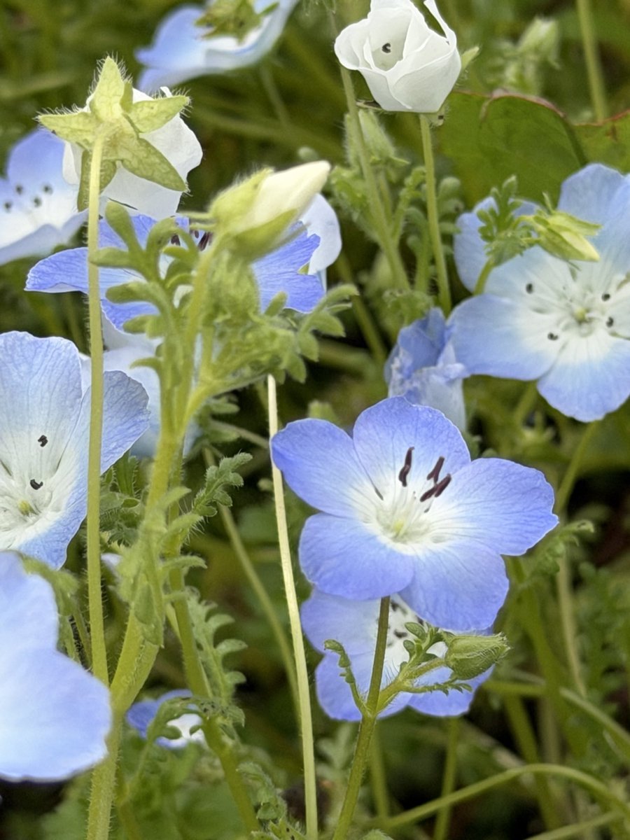 rinmfamily's tweet image. おはようございます 
𝙂𝙤𝙤𝙙 𝙈𝙤𝙧𝙣𝙞𝙣𝙜🐓 
週の始まり月曜日
元気一杯で過ごします
コーシー☕️片手に出陣デシ
Have a nice day🍀 
良い1日を☺️
#morning  #おはよう