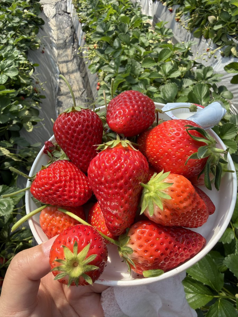 ほのけんぴ🍠🥃4/25🎤オフ会 tweet media