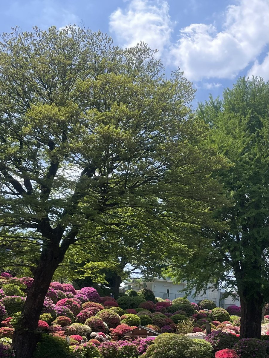 千駄木二丁目西町会(中の人たち) tweet media