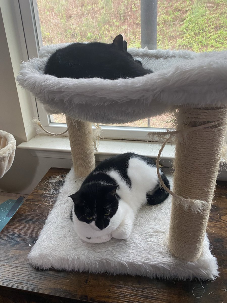 CoffeeBookCat's tweet image. Each other's #emotionalsupport #cat after a nail trim!