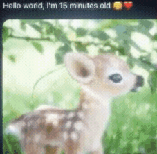 𓆝 𓆟 𓆞 𓆟 𓆝 tweet media