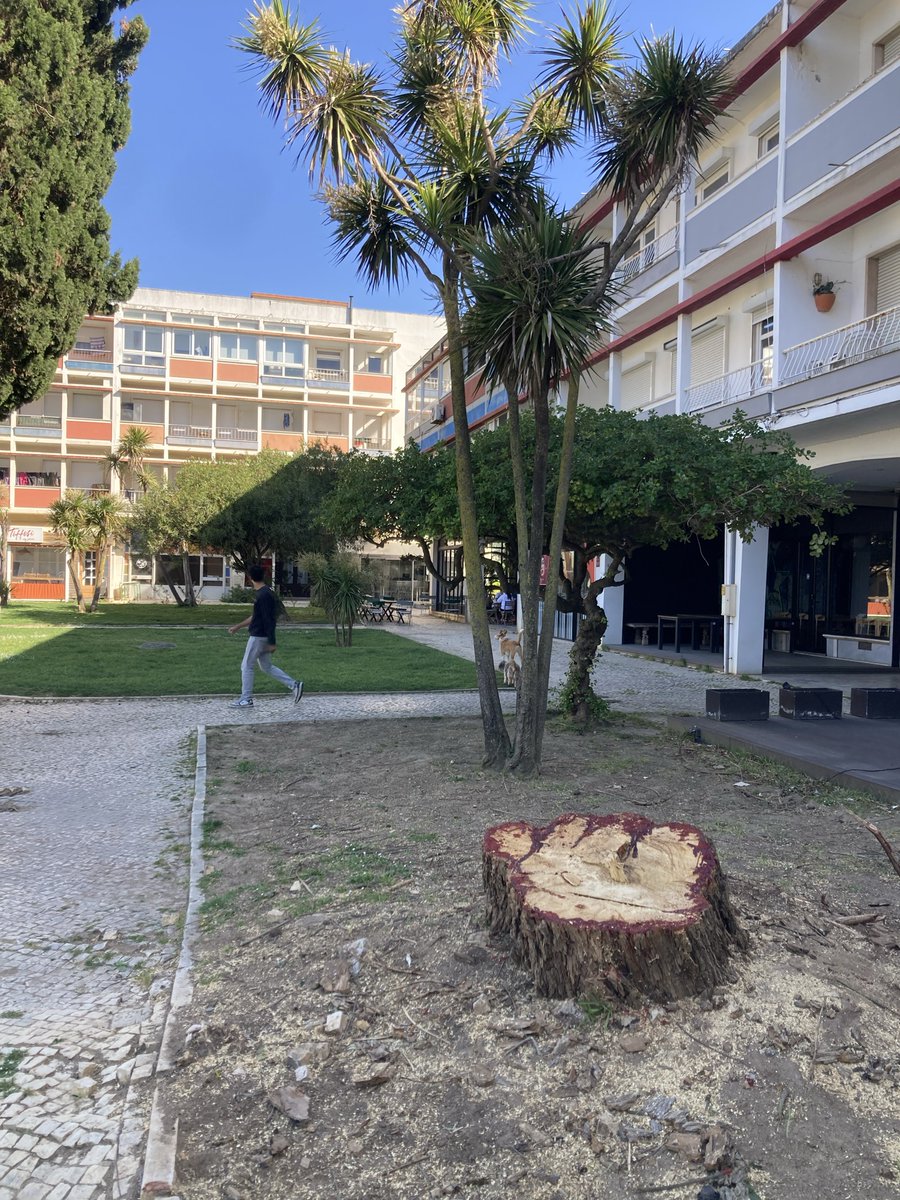 Dependentes de Cascais tweet media