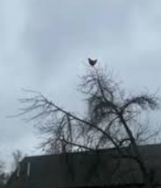 NStar volko tweet media