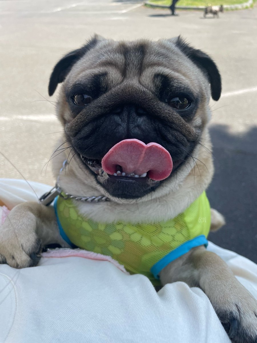 ばぐパグ tweet media