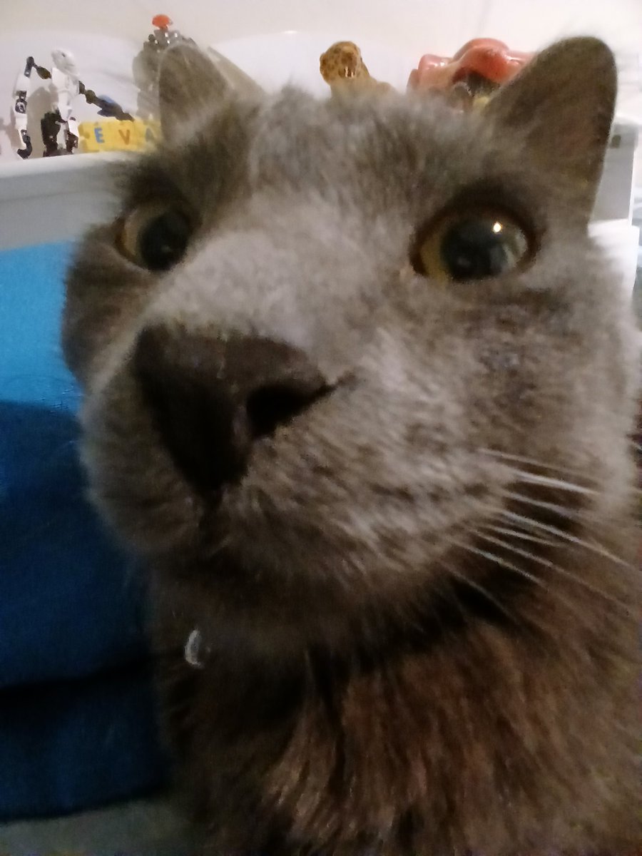 Margarin4cem's tweet photo. @senshi_real Meu gato 🤫🤫🤫 https://t.co/CEcDB3oDY3