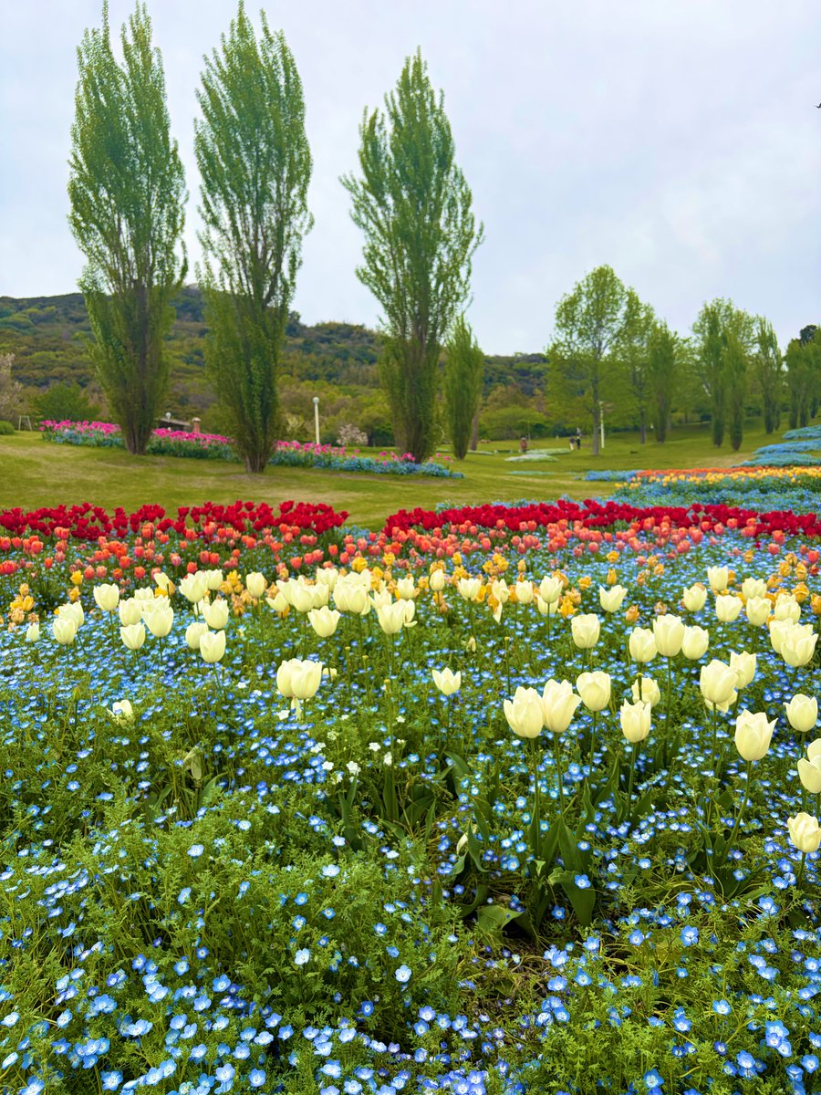 くるみ tweet media