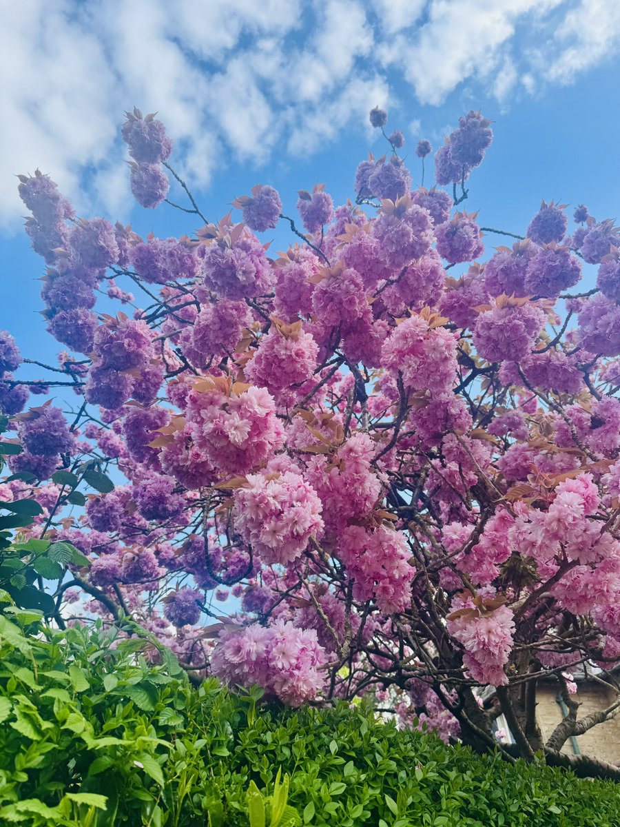 Mangomochi tweet media