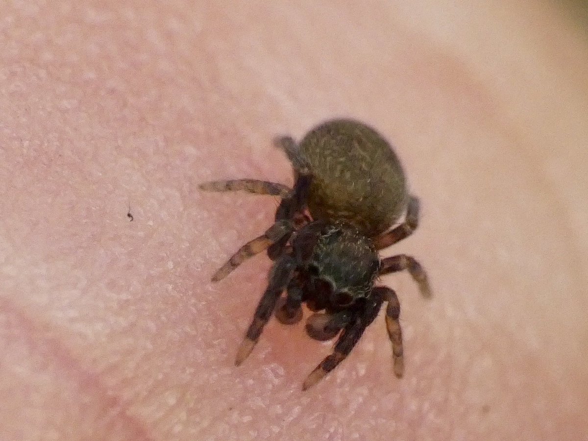 GaryWVC76's tweet photo. Crested Tit and we think Neon reticulatus ( tiny jumping spider) and rove beetle Staphylinus erythropterus from a visit to RSPB Loch Garten on Saturday with ⁦@TamVC77⁩ and Ian McPherson. ⁦@BritishSpiders⁩ @Bugmanjones https://t.co/nShpP1QX8I