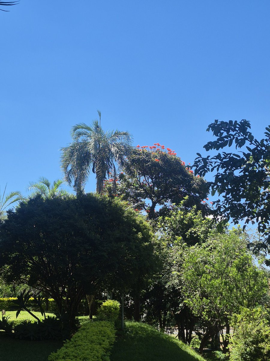 O verde se despedindo e o céu azul chegando.
O meu pedacinho em Sucupira.
