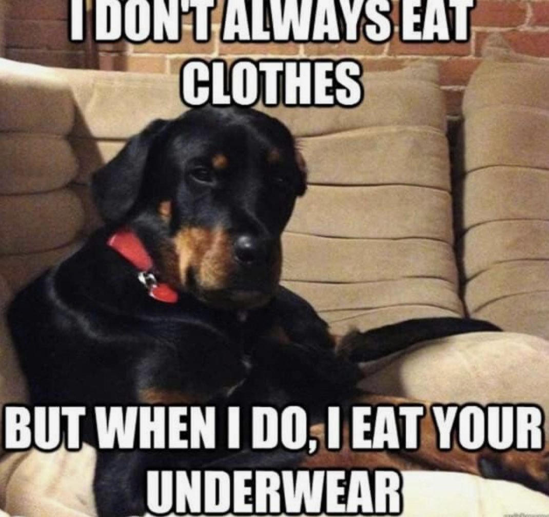 jbm32753's tweet image. 🌜NiteyNight🌛 Resister Sisters and Brothers👍🙏❤️❣️ Joke of The Night For All Resisters ❣️#Resist🔥#VOTEBLUE2026
#TheResistance #RETWEET❤️🇺🇸