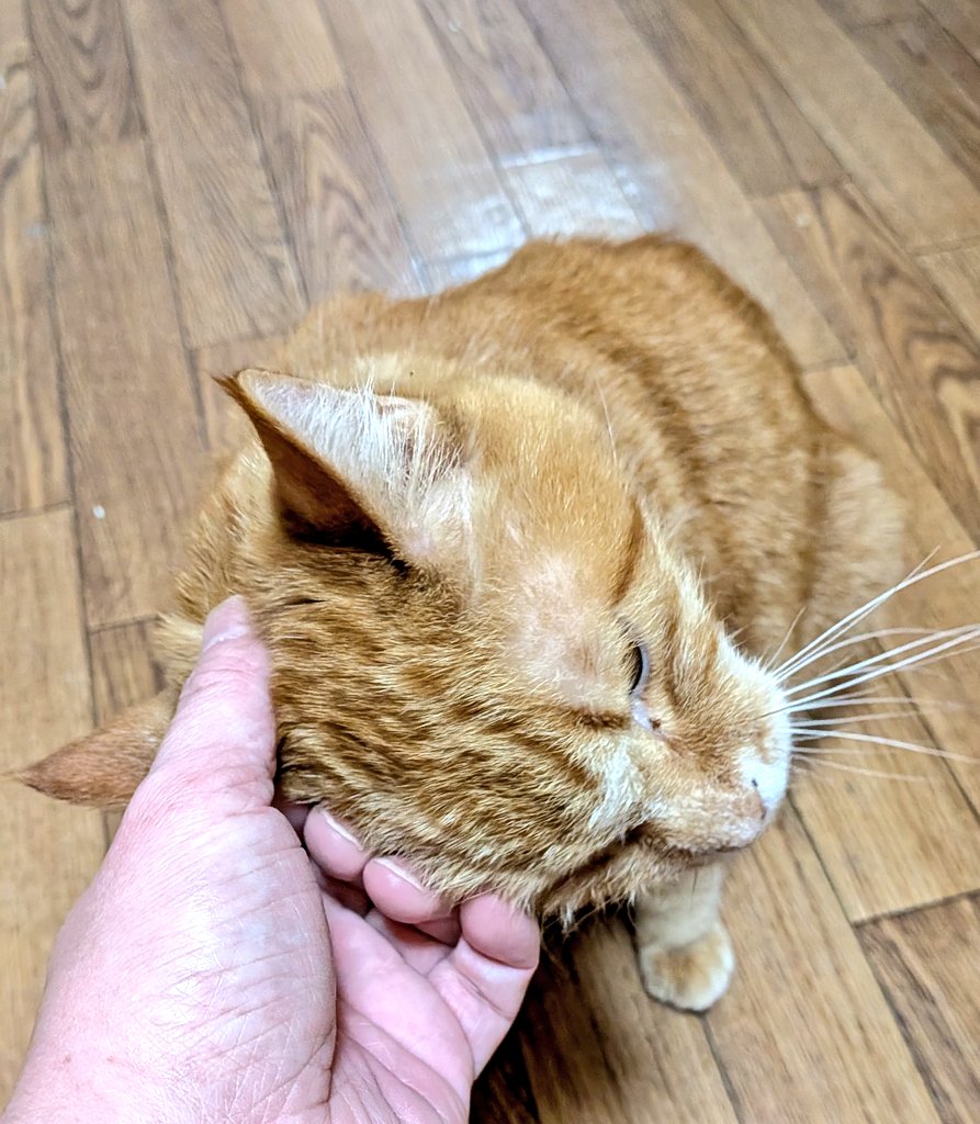 山羊🐐 tweet media