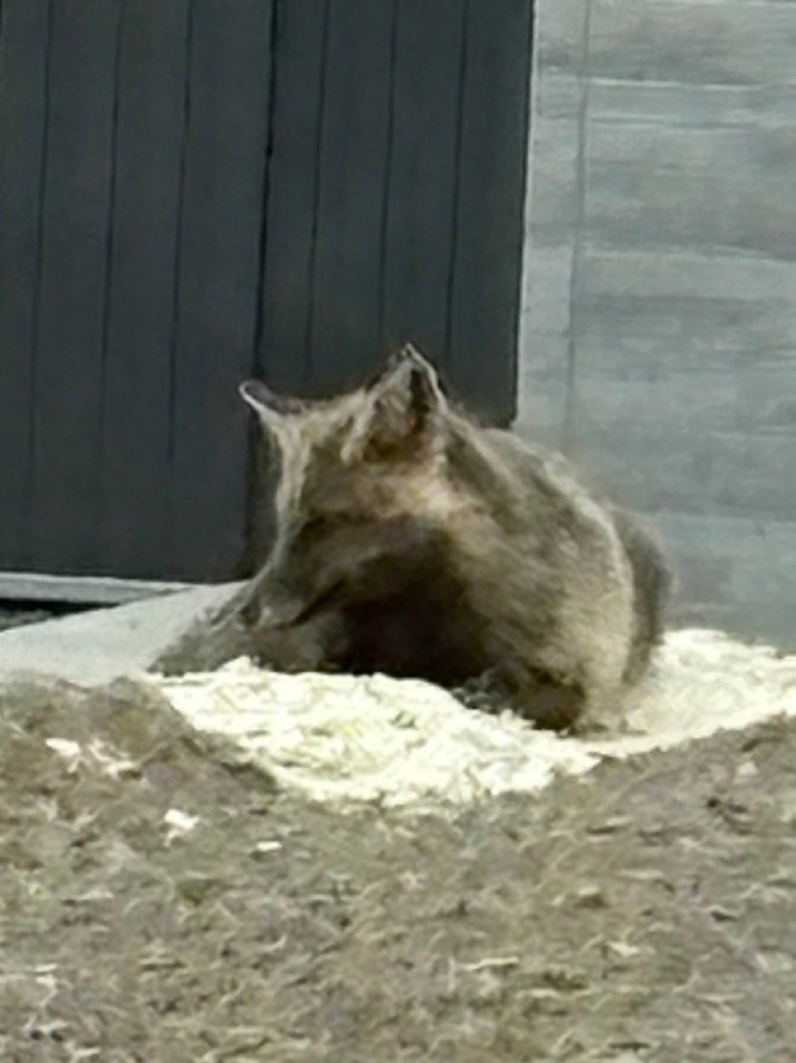 まうんす tweet media