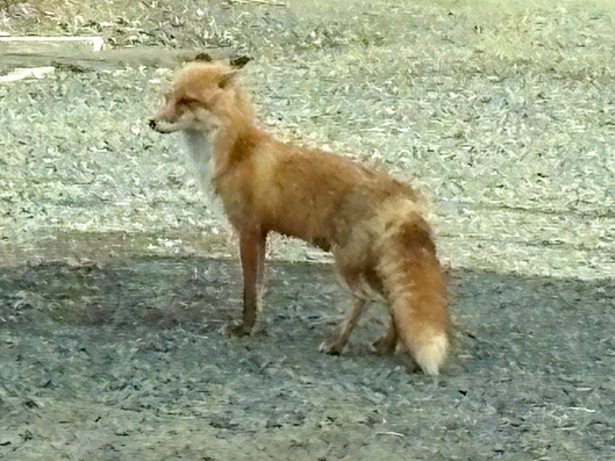 まうんす tweet media