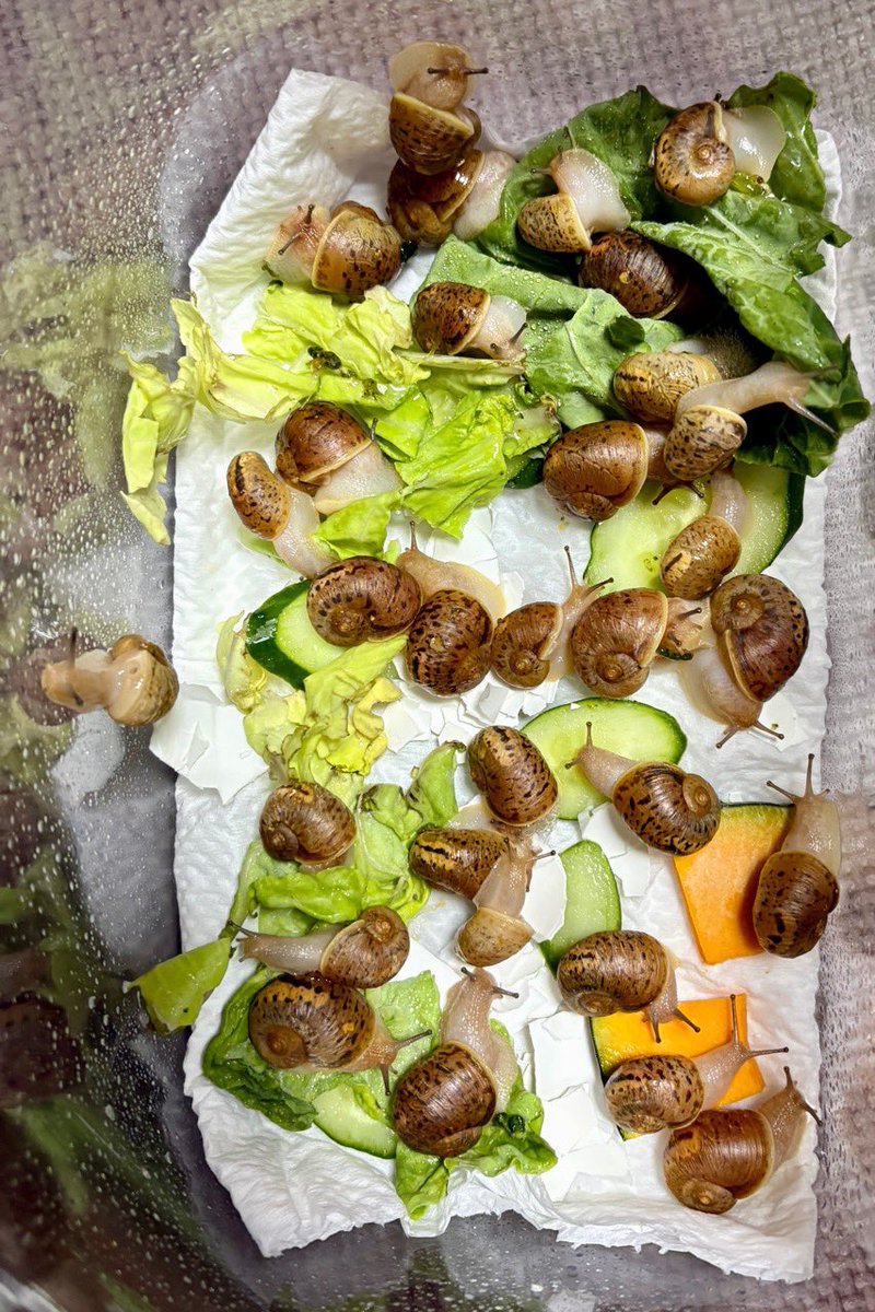 まうんす tweet media