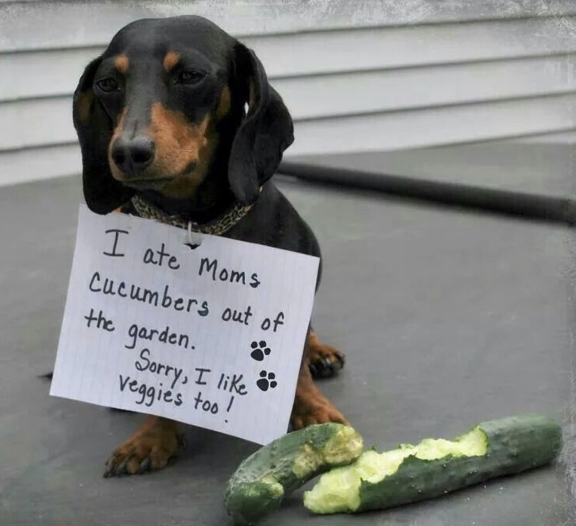 jbm32753's tweet image. 🌜NiteyNight🌛 Resister Sisters and Brothers👍🙏❤️❣️ Joke of The Night For All Resisters ❣️#Resist🔥#VOTEBLUE2026
#TheResistance #RETWEET❤️🇺🇸