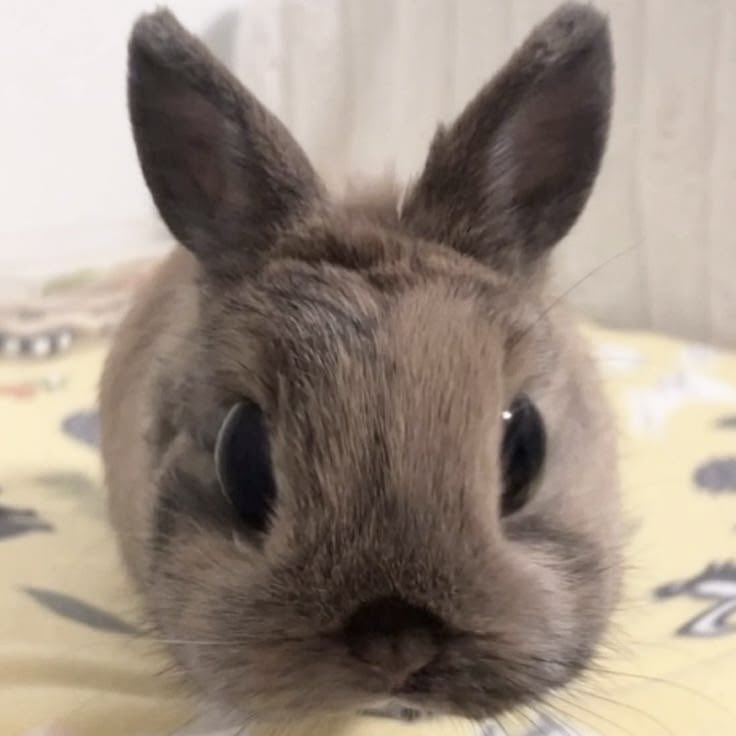 amanda diniz tweet media