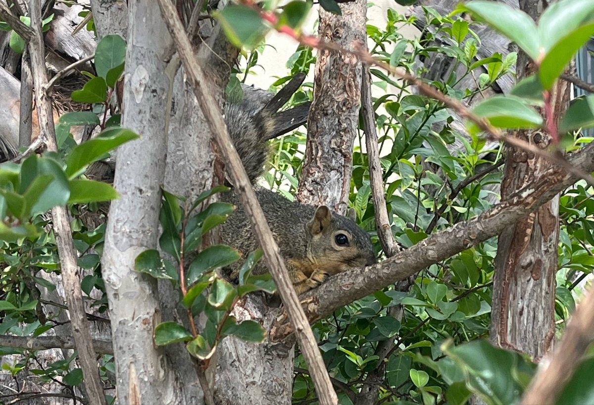 ShoheiIsKing tweet media