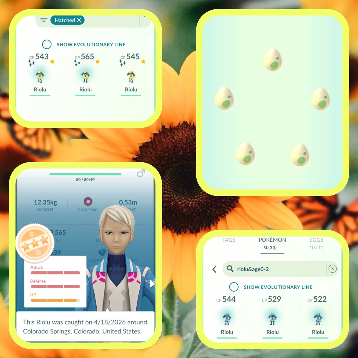 Bubblesnconkie's tweet image. I finally was able to hatch my last batch of Riolu eggs. NO hundo, 1 Shiny 98% (Good enough for me ) 😍
3 shiny totally and 30 crappy IVs 
😂🤣
I only got to get eggs for like an 1.5 hours due to my night shift. 
🌟✨️HAPPY HUNTING ✨️ 🌟 
#PokemonGO