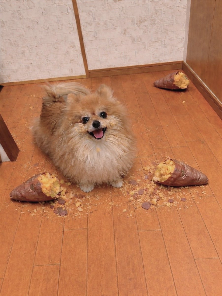 ニコリ (ポメラニアン) tweet media