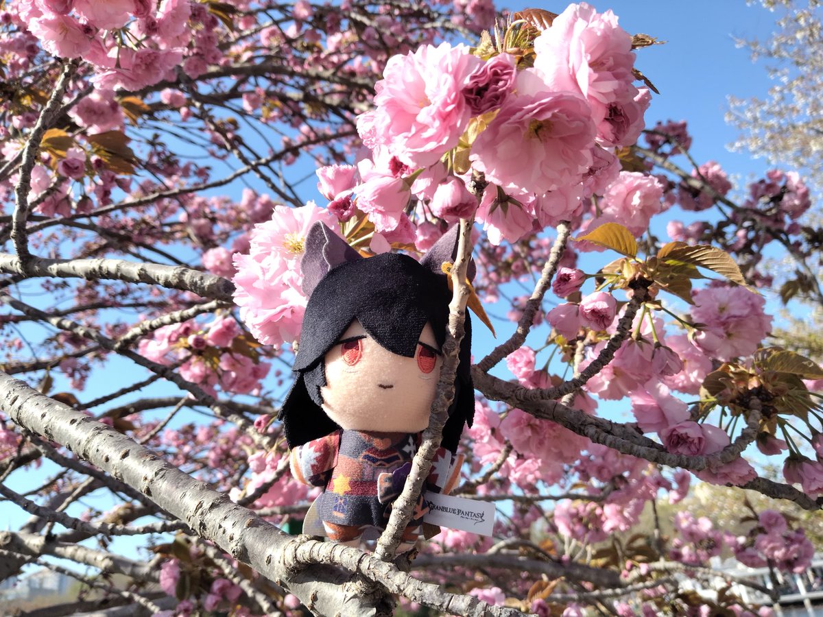 BetterCallKira's tweet photo. Sakura🌸 https://t.co/bYDEqjUNaN