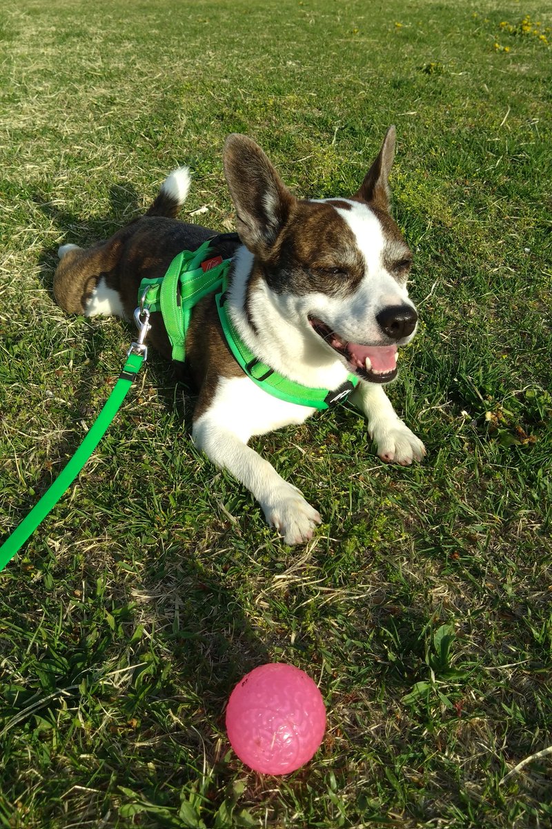 🈁フレブルコーギーここ tweet media