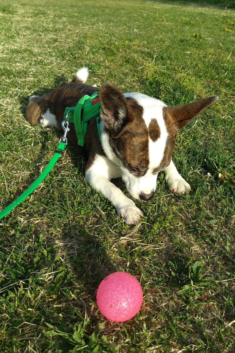 🈁フレブルコーギーここ tweet media