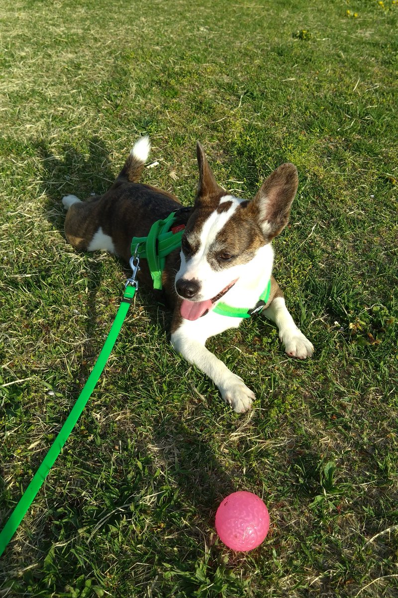 🈁フレブルコーギーここ tweet media