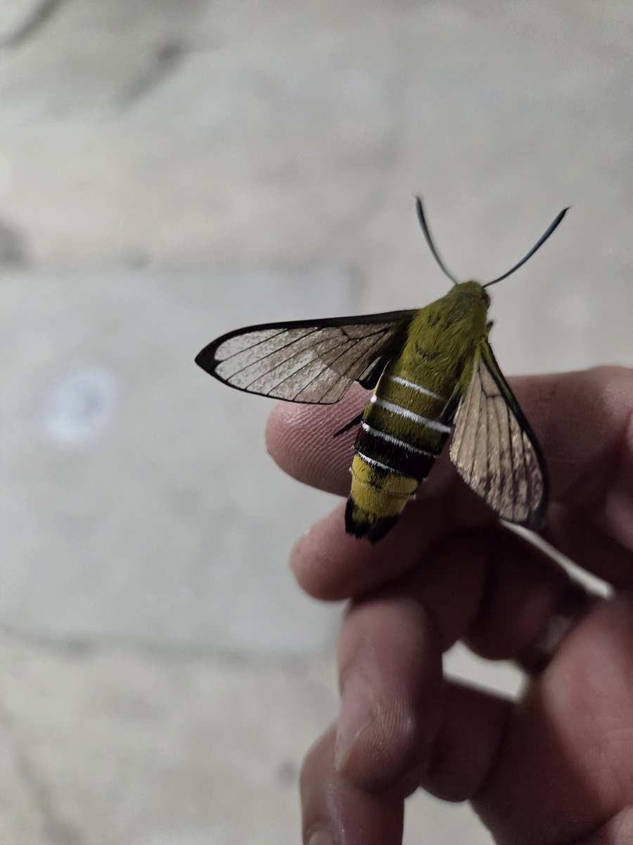 瑛(あきら) tweet media