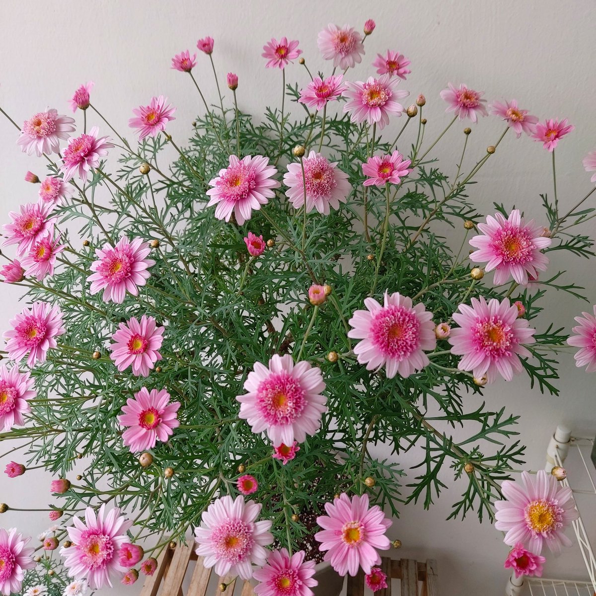 목마가렛 세리에메일